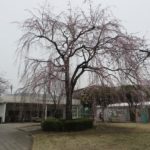 敷島公園の枝垂れ桜