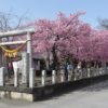見頃を迎えた江田鏡神社の河津桜