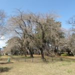 敷島公園の枝垂れ桜は、まだまだ