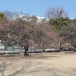 河津桜の開花状況