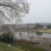 雨の前橋公園、ソメイヨシノは・・・