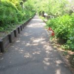 石倉町緑地公園には紫陽花