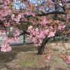 市之坪公園の河津桜は3分咲き