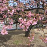 市之坪公園の河津桜は3分咲き