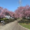 みろく緑地の河津桜は、今年も