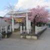 河津桜が満開の鏡神社