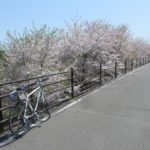 利根川沿いの桜も散り始め