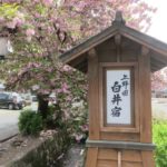 八重桜の白井宿