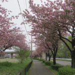 敷島桜並木