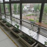 新前橋駅、グリーンカーテン