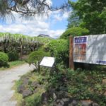 須賀の園は白いノダフジ