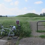 二子山古墳のコスモスは、まだ