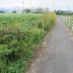 ソバの花が見えるサイクリングロード