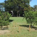 萩市から贈られたナツミカンの苗木は