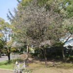 城址公園の十月桜