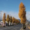 産業道路の黄葉