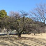 今年の市之坪公園の河津桜は