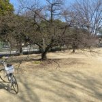 河津桜、もうすぐ