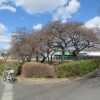 国体道路沿いの河津桜は
