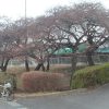 敷島公園近くの河津桜は