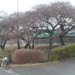 敷島公園近くの河津桜は