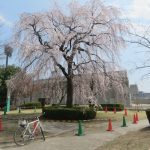 敷島公園のしだれ桜が