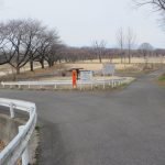 南町公園の河津桜は思ったより