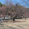 河津桜が咲きだした市之坪公園に