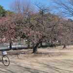 河津桜が咲きだした市之坪公園に