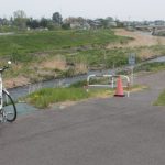 桃ノ木川添いの八重桜、満開