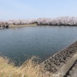 谷地沼の桜は奇麗でしたが