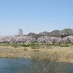 南町公園の桜も満開に
