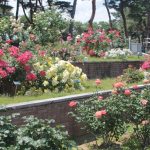 春のばら園まつりは終わりましたが