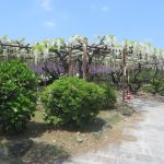 須賀の園は白いノダフジも