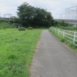 井野川沿いに雉