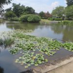 敷島公園の睡蓮