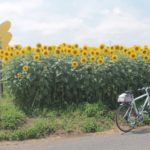 はにわの里公園のひまわりが満開