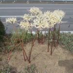 群馬大橋の白彼岸花