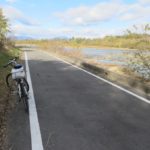 今年も鮭は・・・