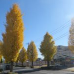 産業道路沿いの黄葉