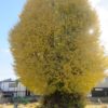 井野神社の大イチョウが黄葉し