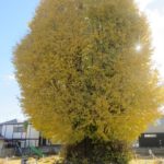井野神社の大イチョウが黄葉し
