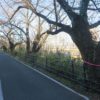 利根川サイクリングロード沿いの桜が気になります