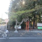 玉村八幡宮、「昇龍の松・勝運の松」へ