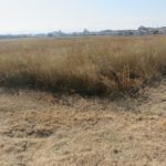 玉村町のコスモス畑は