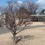 前橋公園の紅梅と白梅
