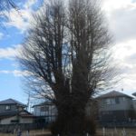 大イチョウもすっかり落葉し