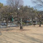 前橋市内の河津桜