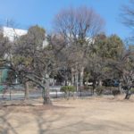 今年も前橋の河津桜は