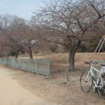 南町公園の河津桜の様子